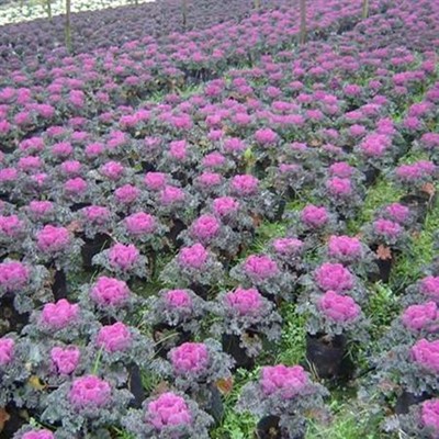清新園花卉 專業(yè)花箱種植補種與優(yōu)質(zhì)草花銷售服務