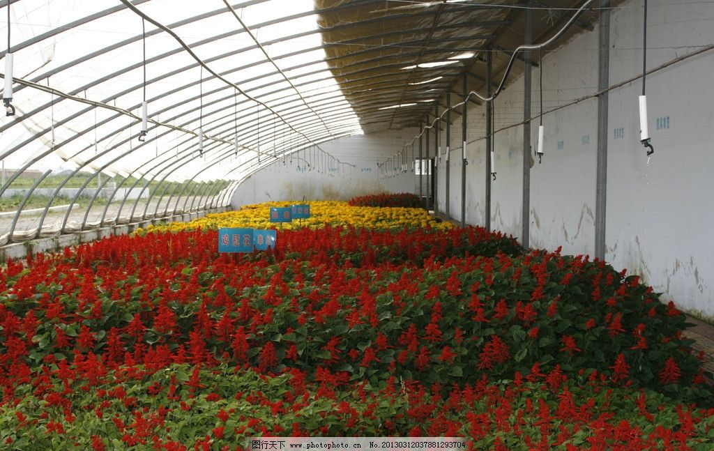 科技賦能 現(xiàn)代農(nóng)業(yè)生產(chǎn)中的花卉與豆類種植新圖景