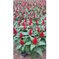 青州承玉花卉苗木2019年主營產(chǎn)品與市場動態(tài) 時(shí)令草、牽牛花及豆類種植行情解析